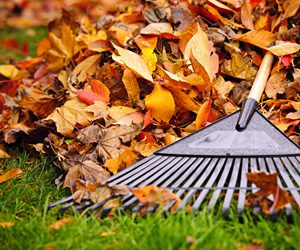 Rake on top of fallen leaves