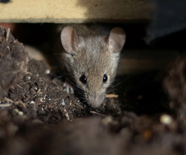 Rodent infestation damage to attic insulation in a Michigan home.